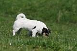 JACK RUSSEL 120